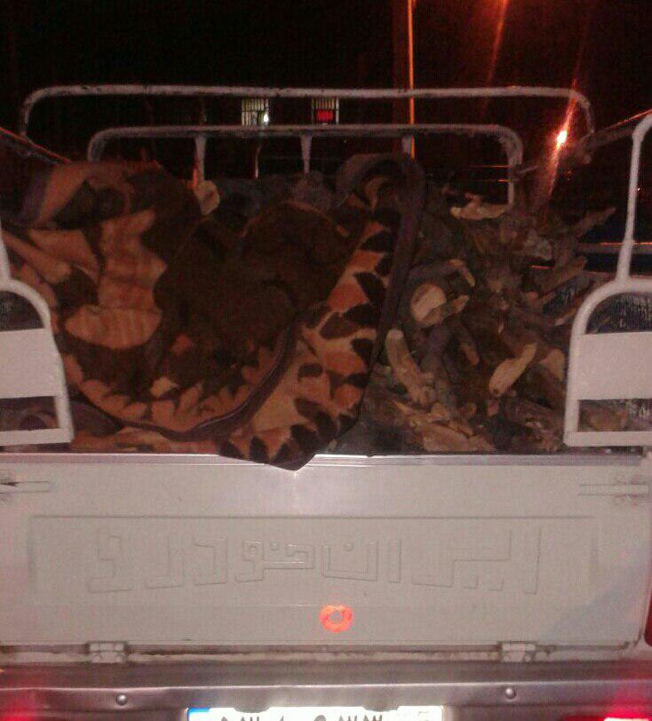 دو خودروی قاچاق چوب در بهمئی به دام افتادند + تصاویر