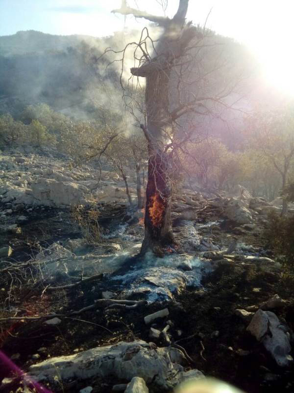 تلاش 7 ساعته محیط بانان آتش کوه خامین را خاموش کرد + تصاویر