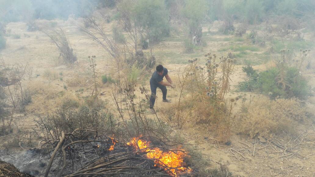 باغات اطراف شهر چرام در آتش + تصاویر