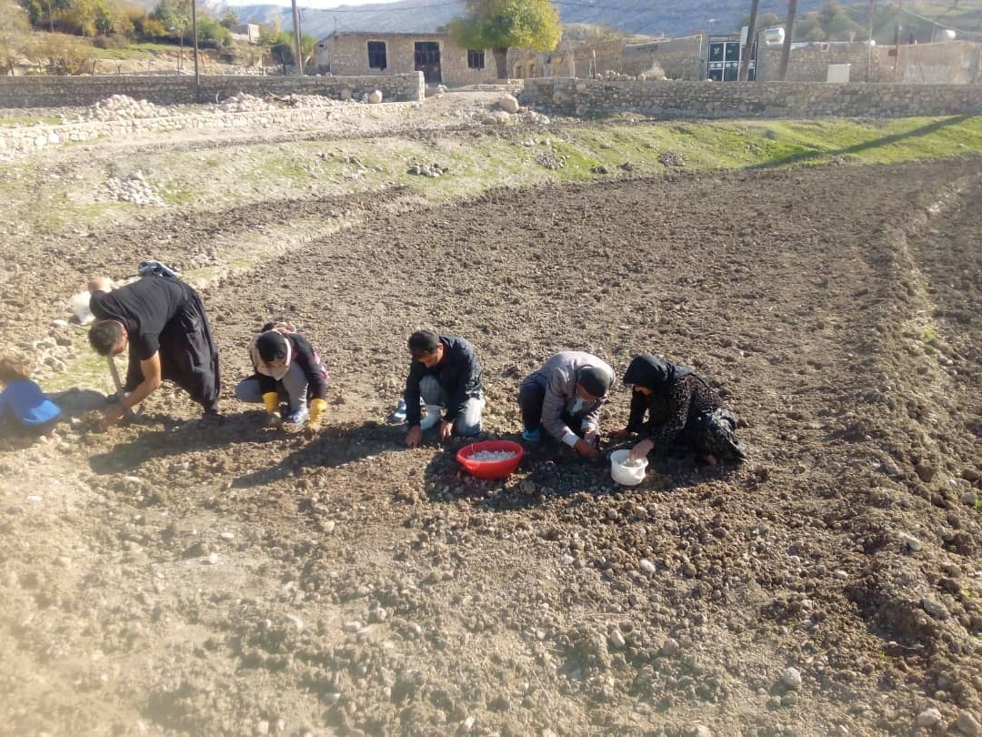 کشت سیر در زمین های دیم روستای دهنو اسلام آباد،سرفاریاب