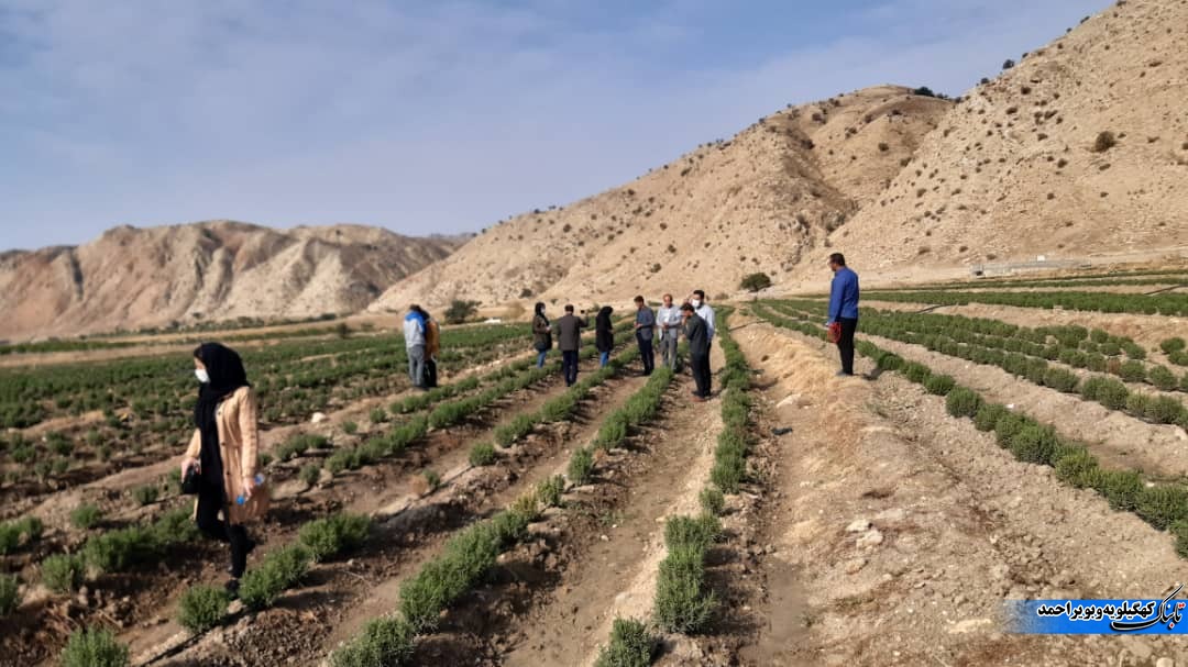 بازدید آموزشی کارشناسان و کشاورزان استان ایلام از مزارع گیاهان دارویی شهرستان لنده+تصاویر