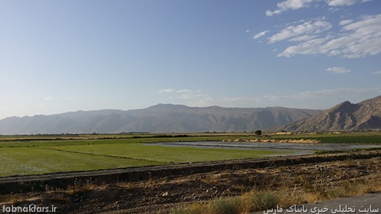 شالیزارهای بزرگ برنج در استانی که آب خوردن ندارد!!!/عکس شالیزارهای بزرگ برنج در استانی که آب خوردن ندارد!!!/عکس