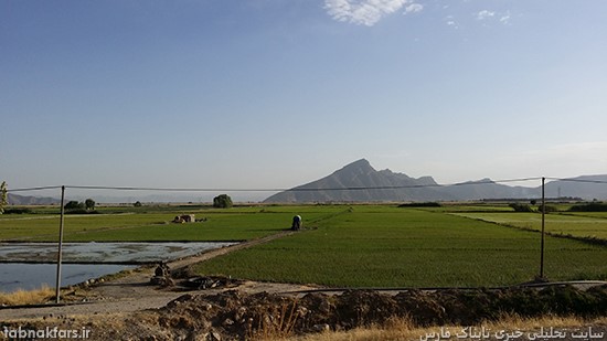 شالیزارهای بزرگ برنج در استانی که آب خوردن ندارد!!!/عکس شالیزارهای بزرگ برنج در استانی که آب خوردن ندارد!!!/عکس