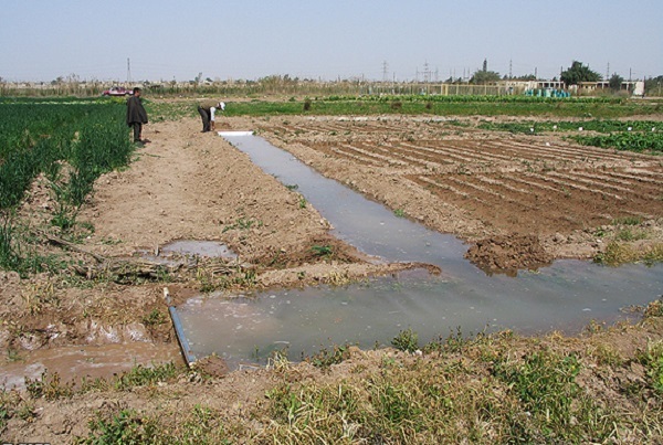 اثر موقت بارندگیها بر اراضی کشاورزی/مشکل آب همچنان پابرجا است اثر موقت بارندگیها بر اراضی کشاورزی/مشکل آب همچنان پابرجا است