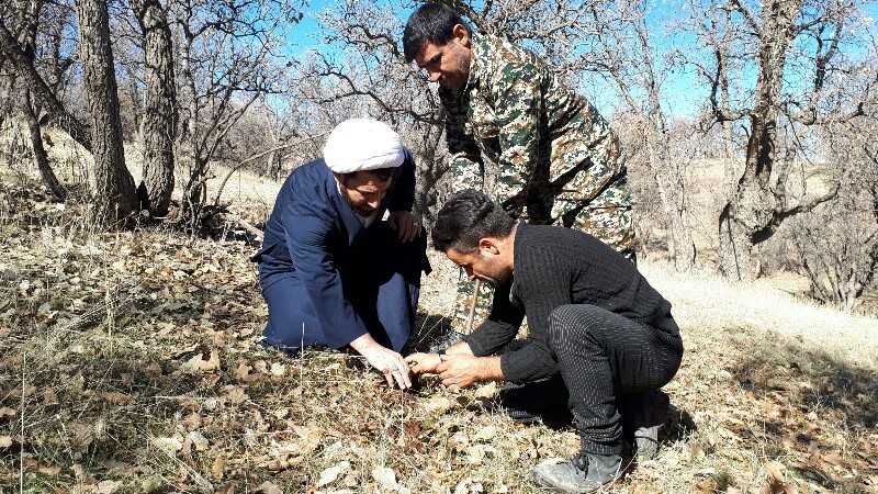 روز به یادماندنی برای طبیعت سوخته کبگیان + تصاویر