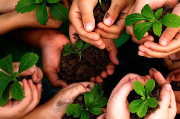 سالانه ۱۷۵۰۰۰ اصله نهال در نهالستانهای شهرستان البرز تولید می شود سالانه ۱۷۵۰۰۰ اصله نهال در نهالستانهای شهرستان البرز تولید می شود