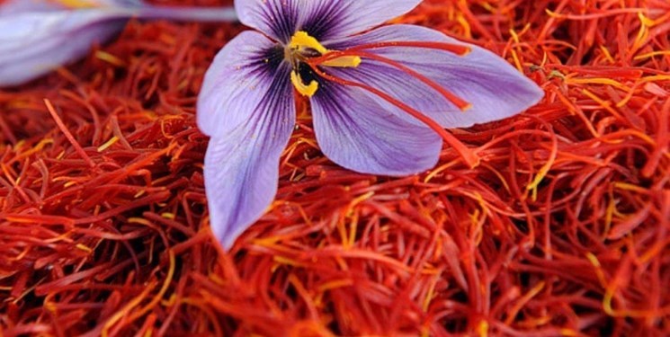 رشد چهار برابری کشت گیاهان دارویی در قزوین رشد چهار برابری کشت گیاهان دارویی در قزوین