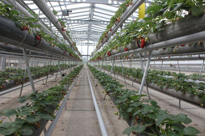 ۴۹ طرح عمرانی و تولیدی کشاورزی در استان سمنان افتتاح می&zwnj;شود