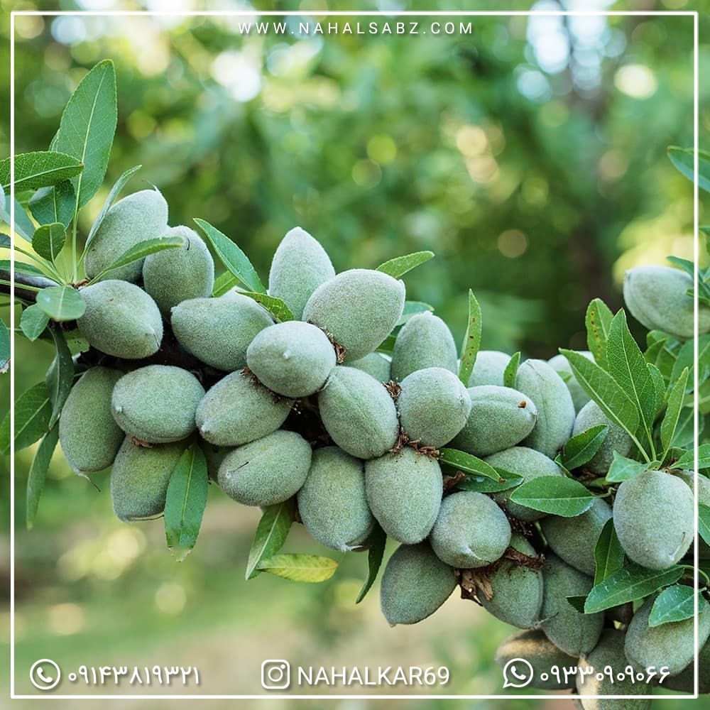 خرید نهال گردو ، بادام و انگور با قیمت مناسب از نهالستان خرید نهال گردو ، بادام و انگور با قیمت مناسب از نهالستان