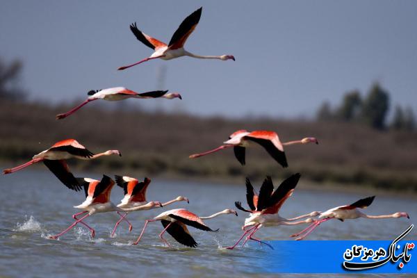 کوچ پرندگان به سواحل و تالاب&zwnj;های هرمزگان