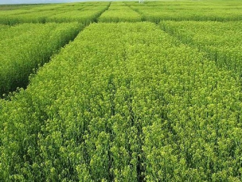 سطح زیر کشت گیاه کاملینا به بیش از ٧٠٠ هکتار رسید