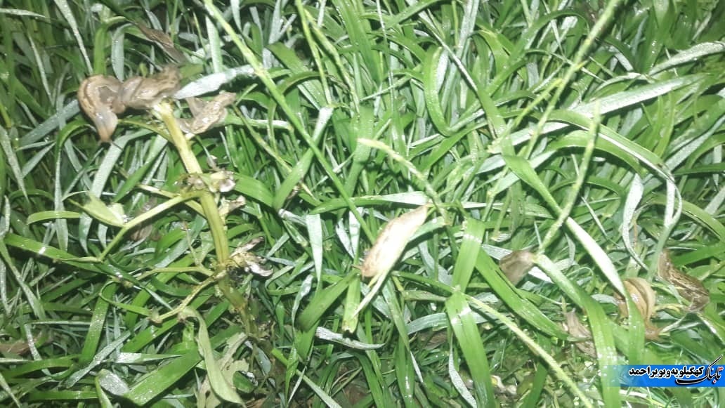 حمله حلزونهای غولپیکر به مناطقی در لنده+فیلم