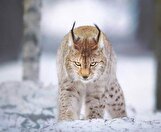 بازگشت گونه نادر گربه وحشی به دامان طبیعت بختگان +فیلم