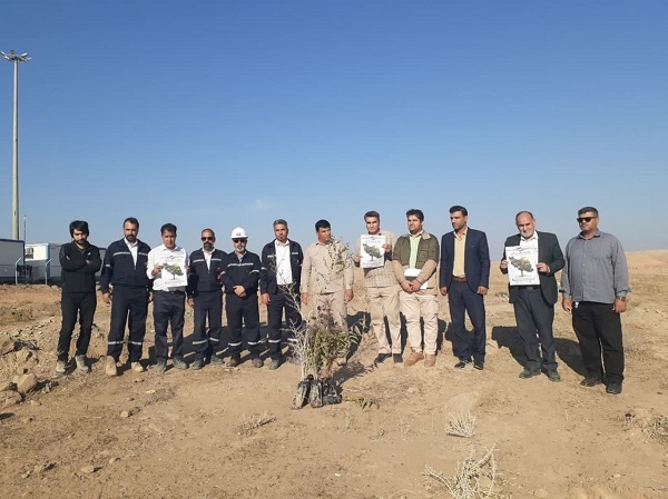 ۱۰۰۰  اصله درخت در چشمه خوش دهلران ایلام غرس شد