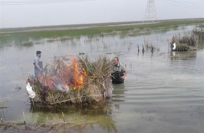 دستگیری هفت صیاد غیر مجاز ماهی در تالاب شادگان دستگیری هفت صیاد غیر مجاز ماهی در تالاب شادگان
