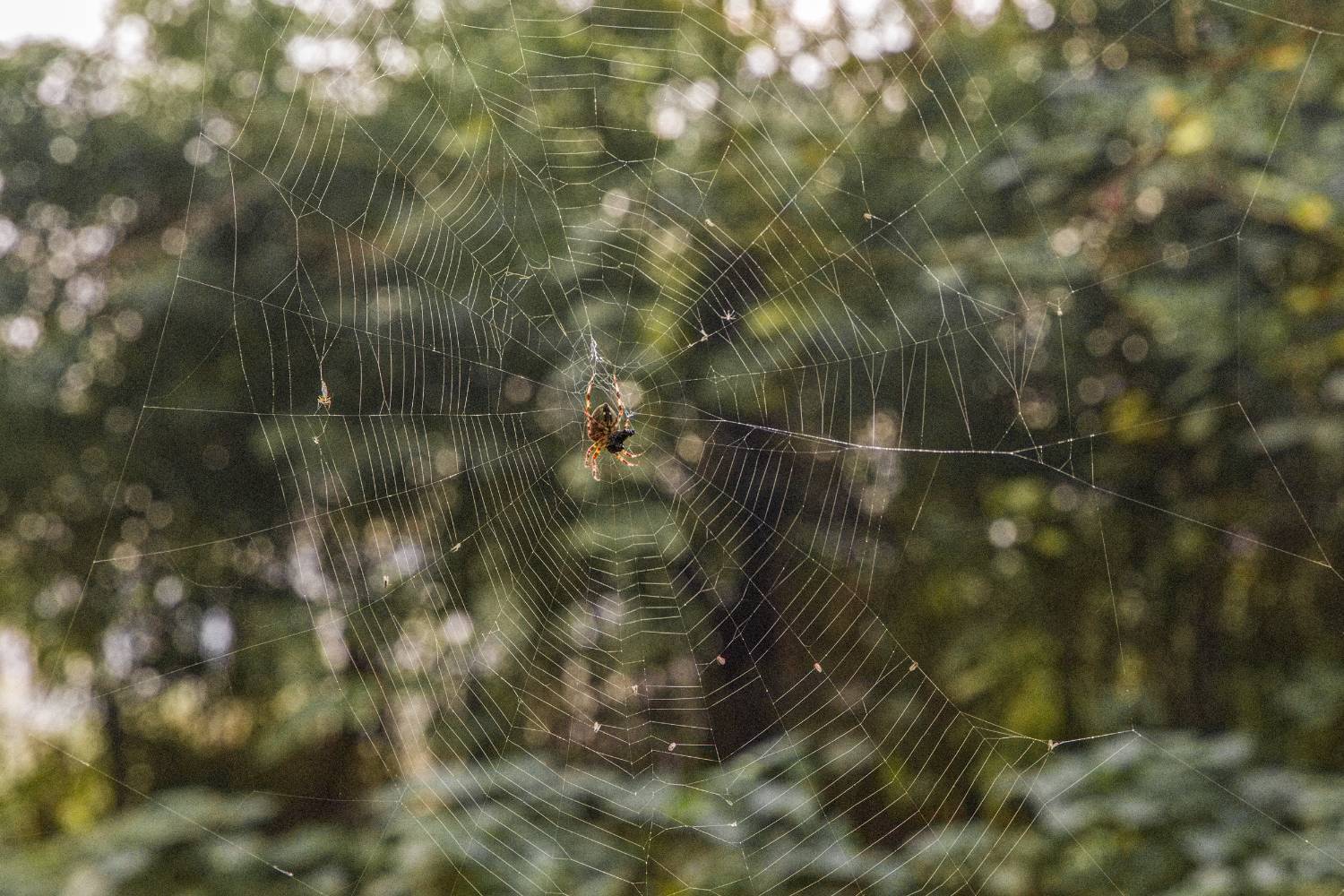طبیعت پائیزی جنگل دالخانی و نمک آبرود مازندران