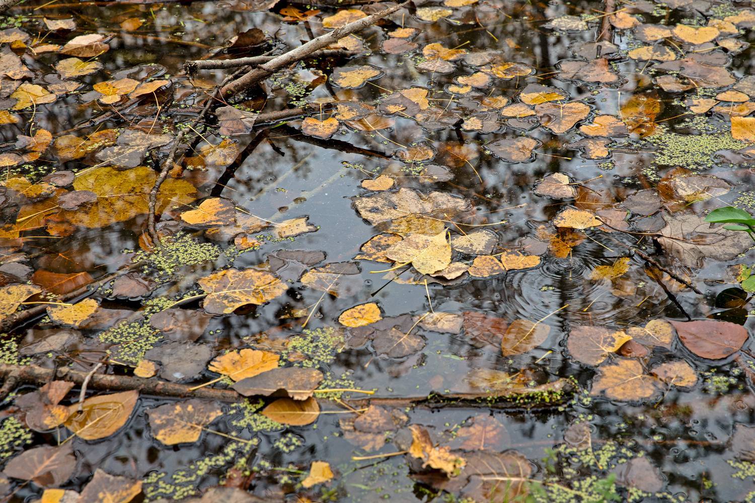 طبیعت پائیزی جنگل دالخانی و نمک آبرود مازندران