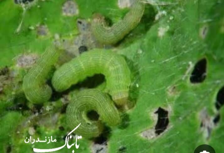 مزارع توسط آفت برگ خوار پاییزه در خطر نابودیست مزارع توسط آفت برگ خوار پاییزه در خطر نابودیست