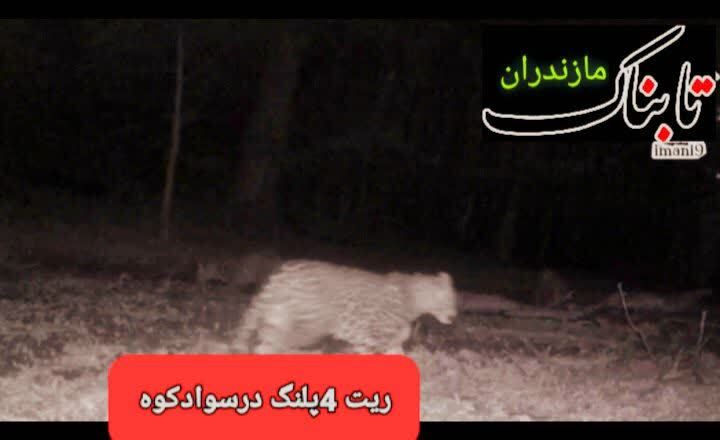 ثبت شگفت‌انگیز حضور همزمان چهار پلنگ ایرانی در سوادکوه + فیلم