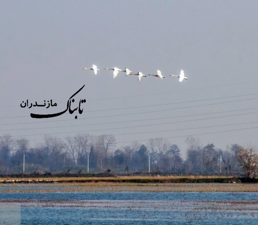 ورود زمستانهی قوهای مهاجر به مازندران ورود زمستانهی قوهای مهاجر به مازندران